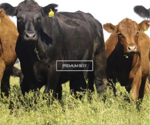 Runfo SA Argentina Beef Meat exporter